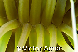 Ceriantario by Victor Amor 